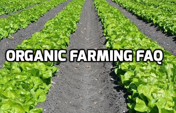 ratul puri farming faq